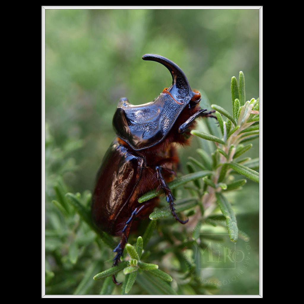 European rhinoceros beetle