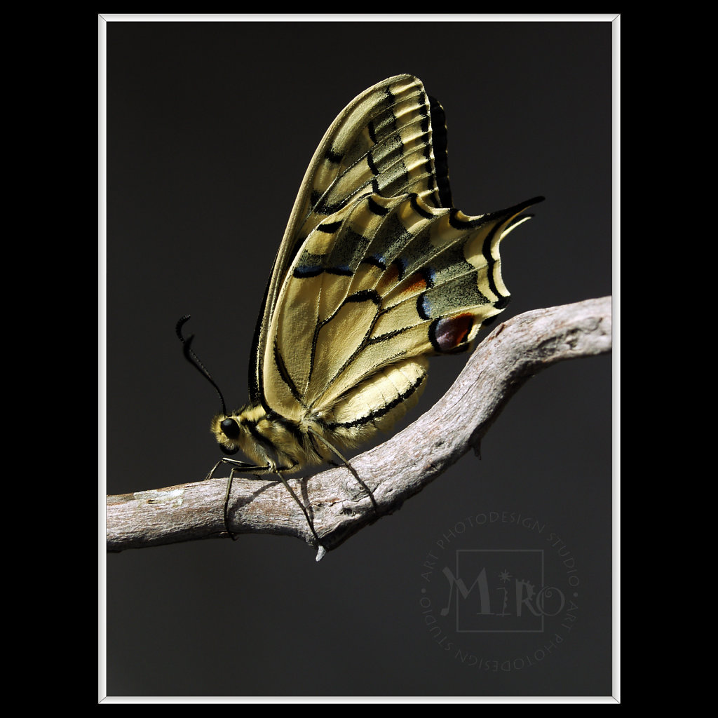 Papilio machaon