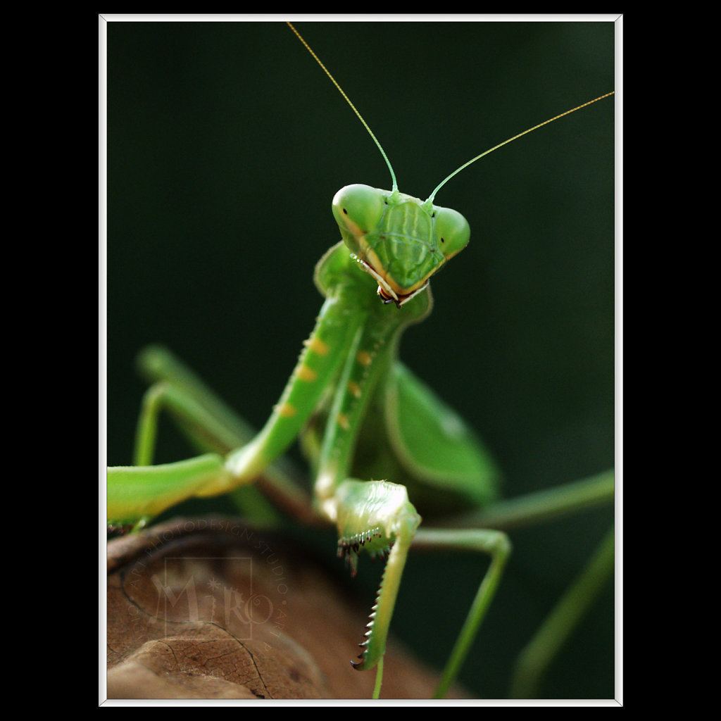 Mantis