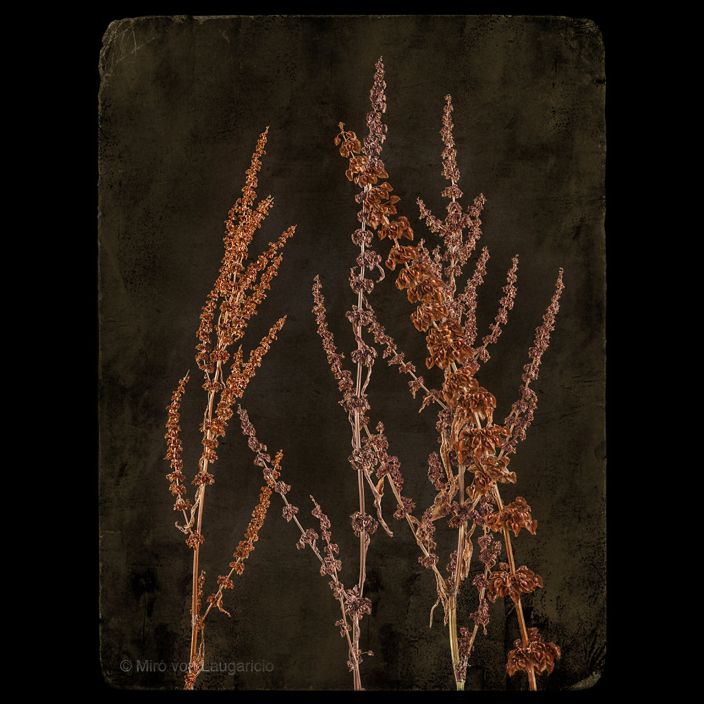 Rumex acetosella