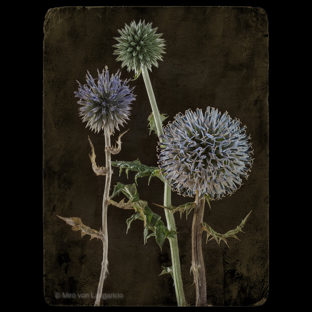 Echinops ritro