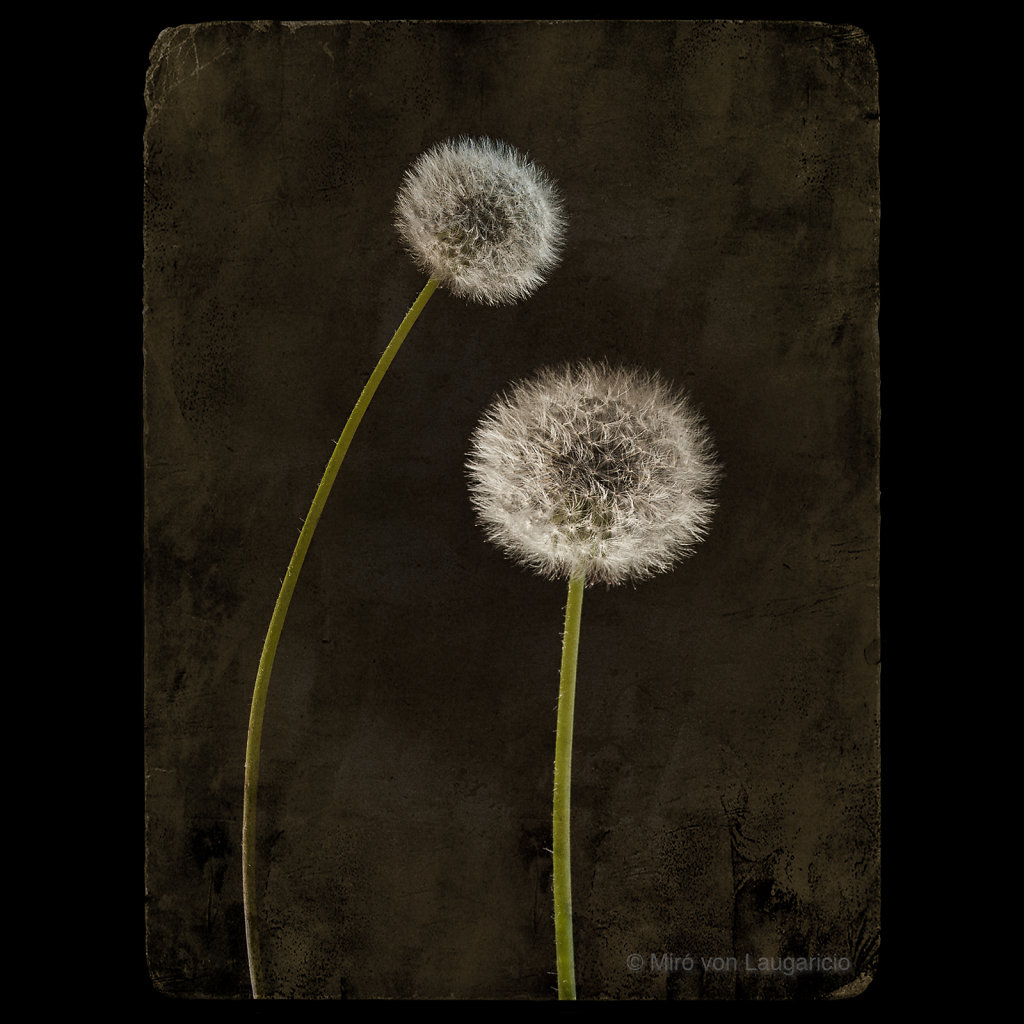 Taraxacum officinale